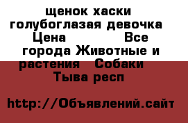 щенок хаски  голубоглазая девочка › Цена ­ 12 000 - Все города Животные и растения » Собаки   . Тыва респ.